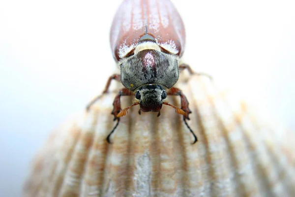 Gros Plan Énorme Cockchafer Brun — Photo