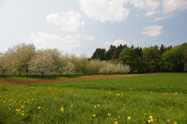 Vårkirsebærblomster Blomstrer – stockfoto