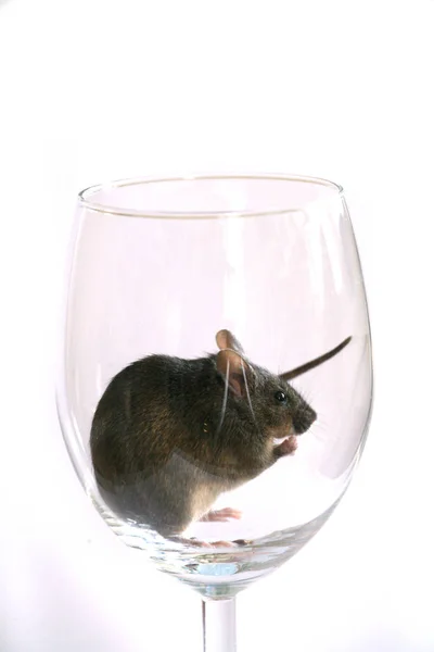 Rat Verre Sur Fond Blanc — Photo