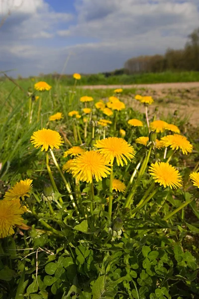 Dandelion Field Wild Blowball Flower — Stock Photo, Image