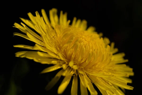 Yellow Dandelion Summer Flower — Stock Photo, Image
