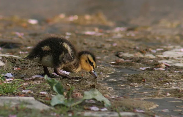 Schilderachtig Uitzicht Prachtige Vogel Natuur — Stockfoto