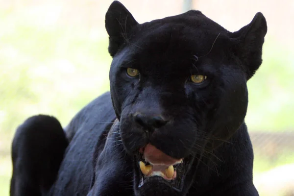 Black Panther Animal Cat — Stock Photo, Image