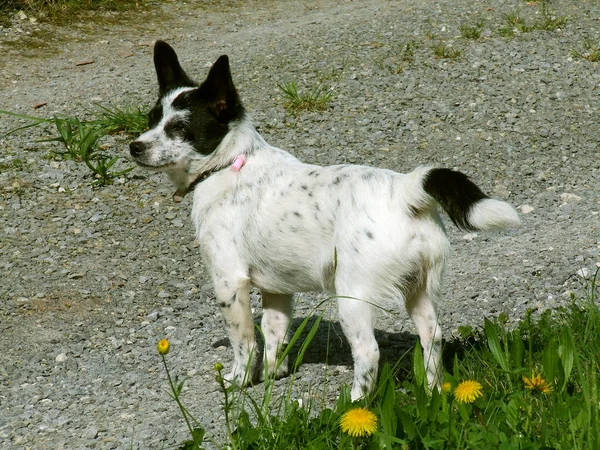 Porträt Eines Süßen Hundes — Stockfoto