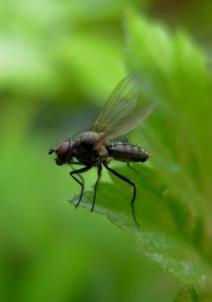 Gros Plan Bug Nature Sauvage — Photo