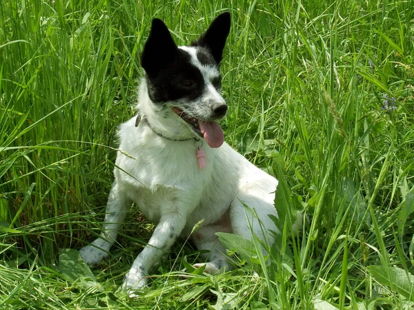 Porträtt Söt Hund — Stockfoto