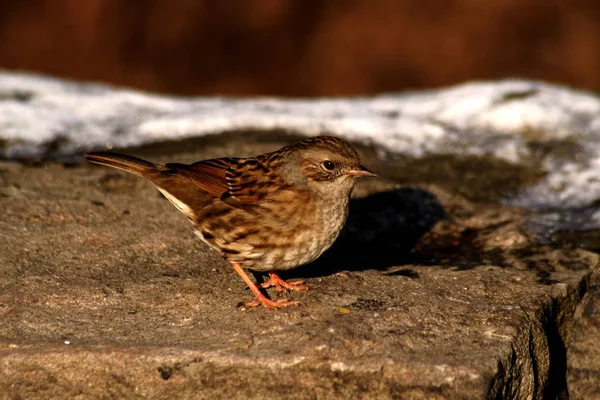 Schilderachtig Uitzicht Van Schattige Mus Vogel — Stockfoto