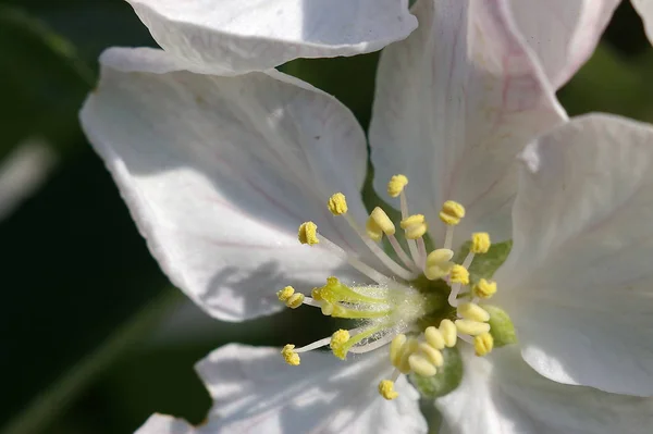 Flores Primavera Flor Ramos Árvore — Fotografia de Stock