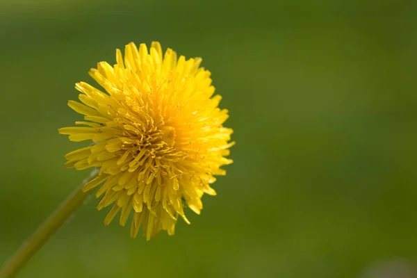 Yellow Dandelion Summer Flower — Stock Photo, Image