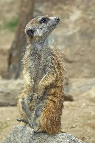 Suricatta Selvatica Animale Suricato — Foto Stock