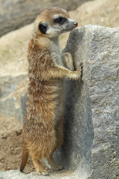 Meerkatは自然界に生息する動物を — ストック写真