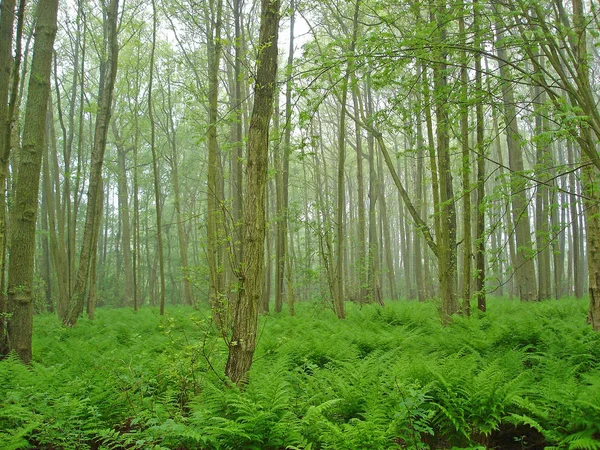 Bosque Conífero Con Plantas Heladas Hierba Verde —  Fotos de Stock
