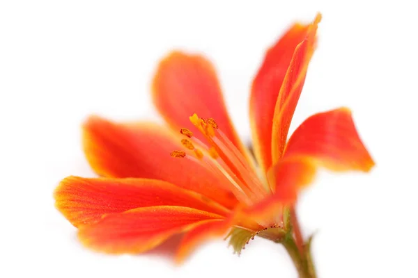 Vackra Blommor Blommigt Koncept Bakgrund — Stockfoto