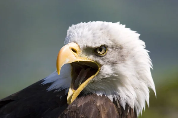 Scenic View Majestic Golden Eagle Wild Nature — Stock Photo, Image