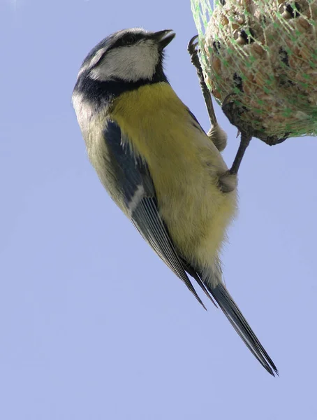 Scenic View Beautiful Blue Tit Nature — Stock fotografie