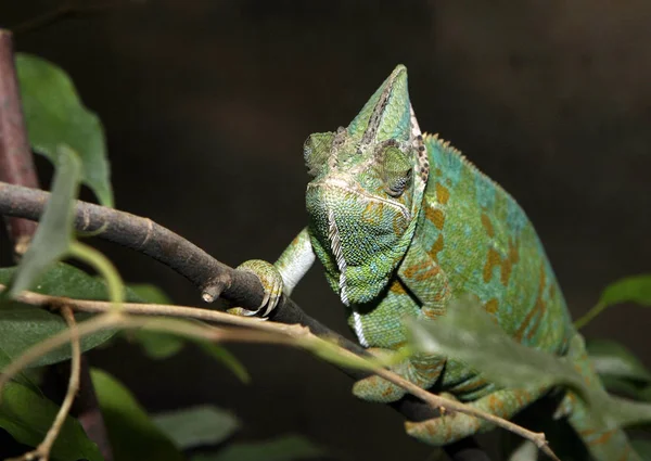 chameleon animal, tropical lizard reptile