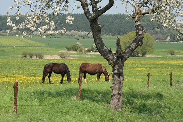 Chevaux Extérieur Jour — Photo