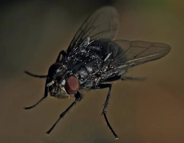 Close Bug Natureza Selvagem — Fotografia de Stock