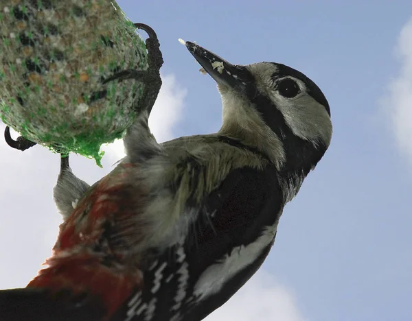 Γραφική Θέα Της Όμορφης Woodpecker Πουλί Στη Φύση — Φωτογραφία Αρχείου