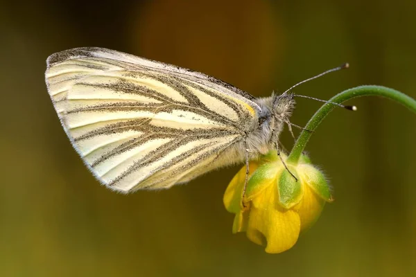 Närbild Fjäril Livsmiljö Vildhetsbegreppet — Stockfoto