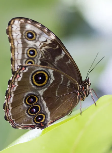 Vue Rapprochée Beau Papillon Coloré — Photo