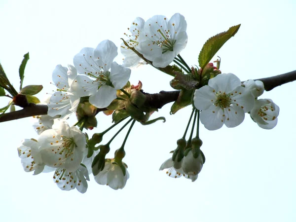 Tavaszi Virág Virágok Fán Cseresznyevirág — Stock Fotó