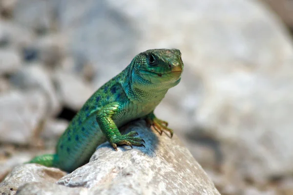 Wildtier Echsentier Leguan Reptil — Stockfoto