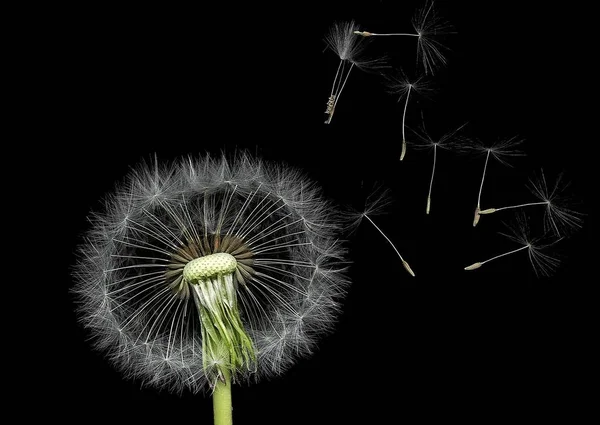 Close Uitzicht Natuurlijke Paardebloem — Stockfoto