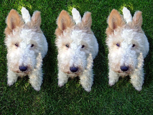 Fluffy Fox Terrier Parents Has Tripled Miraculously — Stock Photo, Image