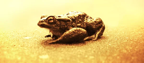 Amphibien Animal Grenouille Reptile — Photo