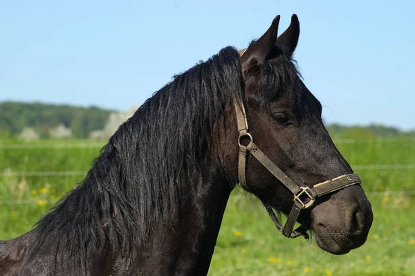 Lindo Caballo Naturaleza Salvaje — Foto de Stock