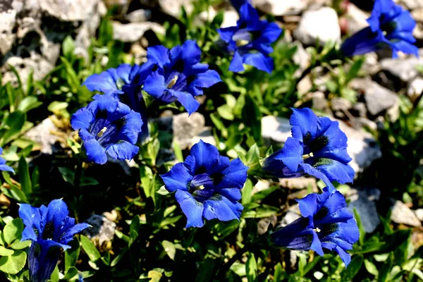 Bautiful Botanical Shot Natural Wallpaper — Φωτογραφία Αρχείου