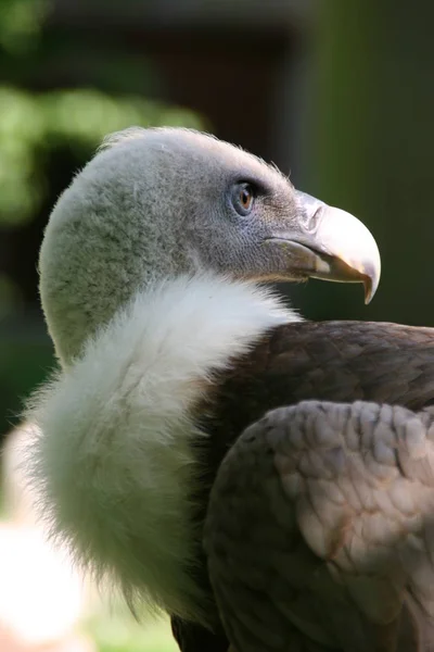 Schilderachtig Uitzicht Prachtige Vogel Natuur — Stockfoto