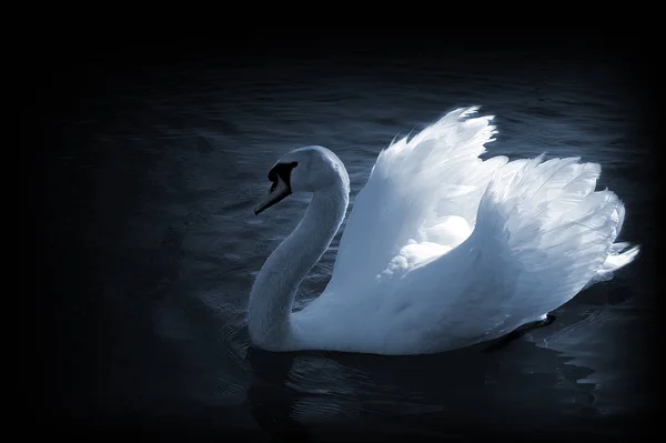 Vista Panorámica Los Cisnes Majestuosos Naturaleza — Foto de Stock