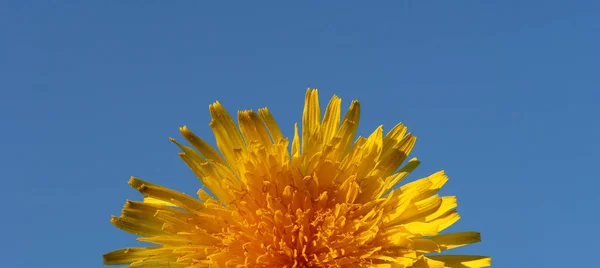 Vakre Blomster Blomsterbegrep Bakgrunn – stockfoto