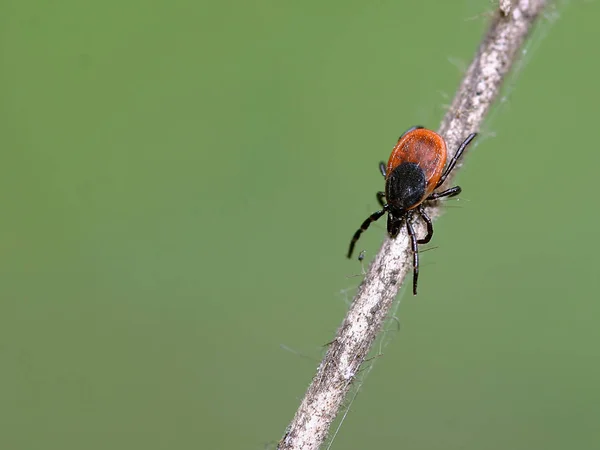 Tick U200B U200B Ixodes Ricinus — ストック写真