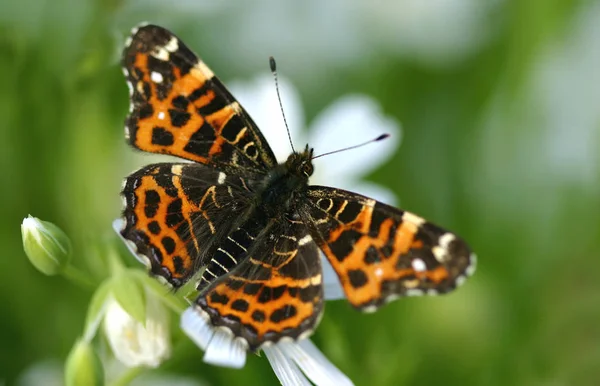 Nahaufnahme Von Schönen Bunten Schmetterling — Stockfoto