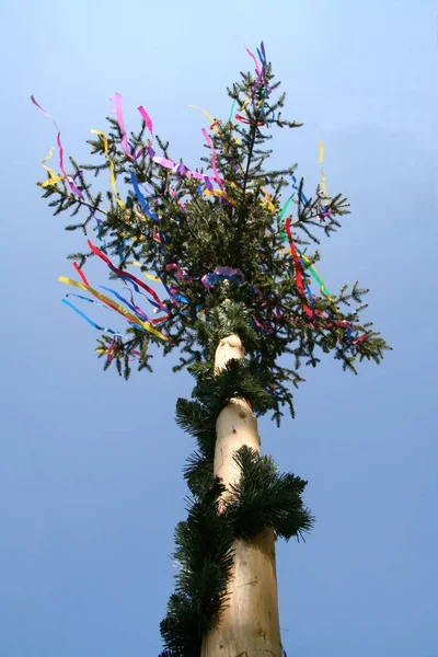 Ett Gäng Blommor Blå Bakgrund — Stockfoto