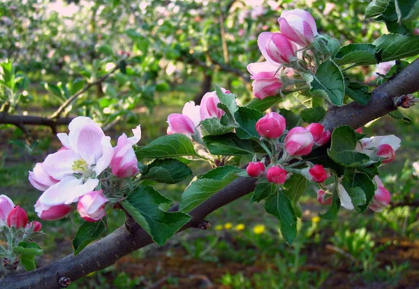 apple blossom trees, flowers petals