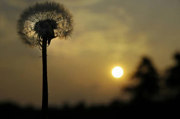 Closeup View Natural Dandelion Fleur — Photo