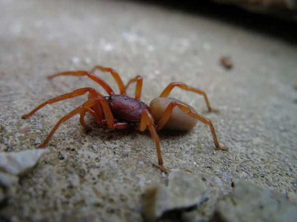 Close Bug Natureza Selvagem — Fotografia de Stock