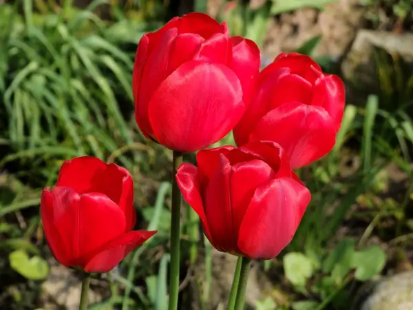 Hermosos Tulipanes Primavera Flores Flora — Foto de Stock