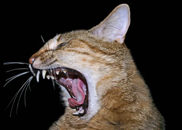 Portrait Cute Cat — Stock Photo, Image