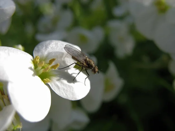 Vue Rapprochée Bug Nature — Photo