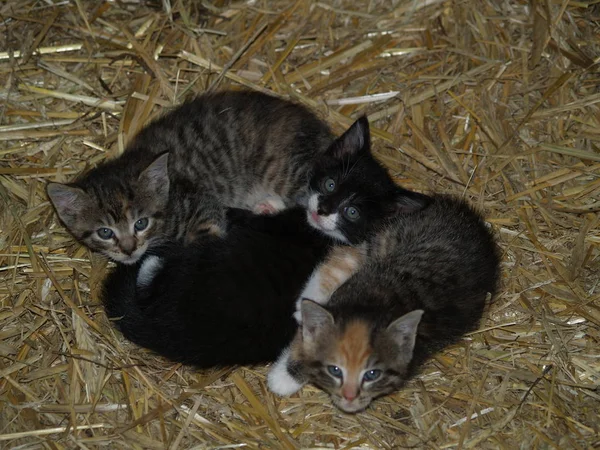 Koty Domowe Wybiórcze — Zdjęcie stockowe