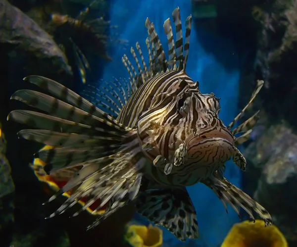 在Phuket Thailand的水族馆拍照 在自然中潜水的时候确实看到过这样的鱼 但是没有机会拍照 — 图库照片