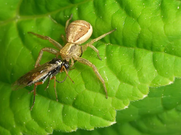 Крабовий Павук Дика Природа Комах — стокове фото