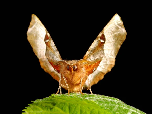 Primer Plano Error Naturaleza Salvaje — Foto de Stock