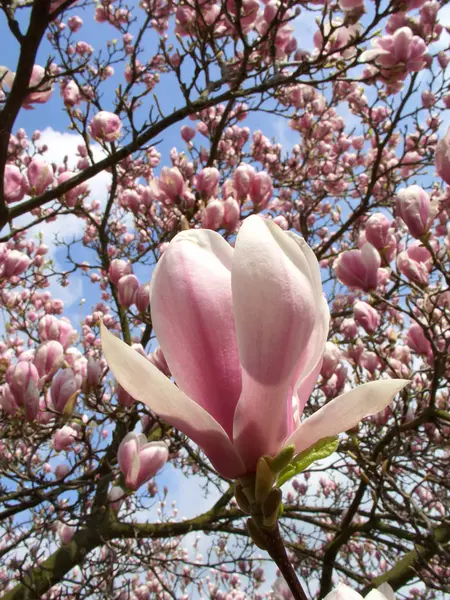 Magnolia Fleurs Floraison Flore Printemps Pétales — Photo