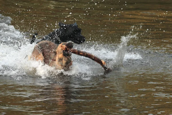 Собака Бежит Воде — стоковое фото